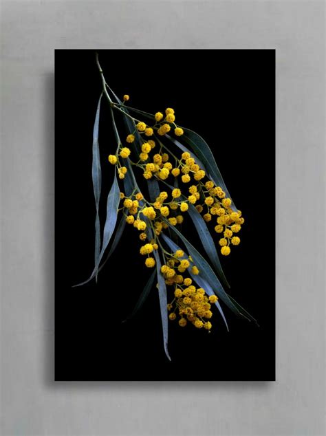 Golden Wattle ~ Australian Flower Photography Print ~ Floral Wall Art Nad | The Random Image