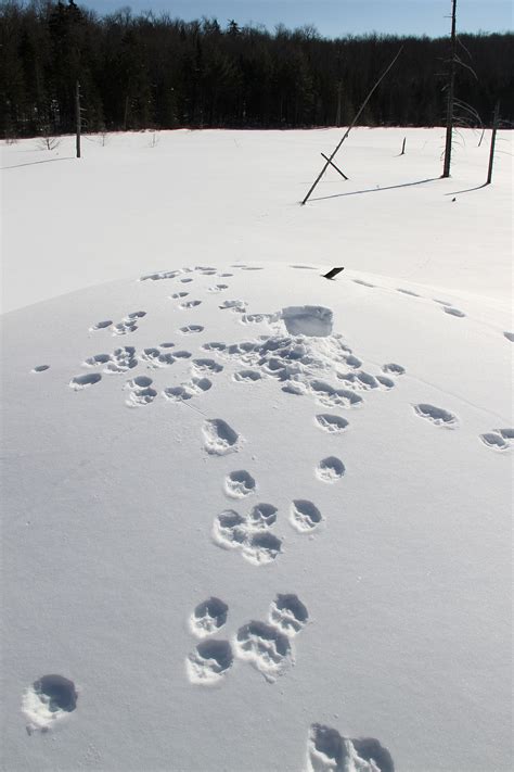 Coyote Tracks – Welcome to a photographic journey through the woods, fields and marshes of New ...