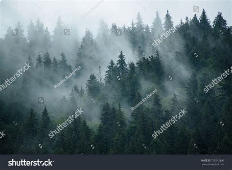 85,191 Misty pine forest Images, Stock Photos & Vectors | Shutterstock