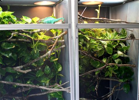 How To Set Up A Proper Chameleon Enclosure | Much Ado About Chameleons