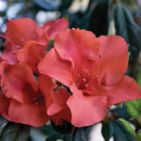 Autumn Embers Encore Azalea — PlantingTree.com