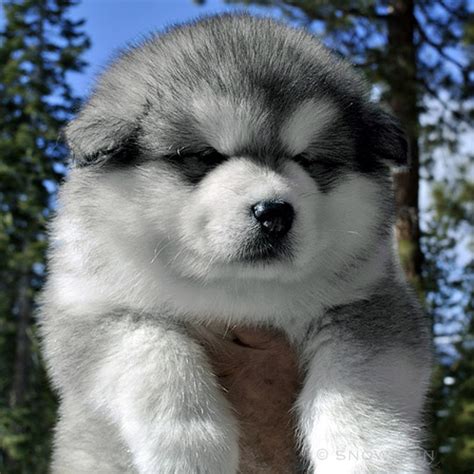 Snowlion Alaskan Malamutes, breeder of Alaskan Malamute puppies AKC reg