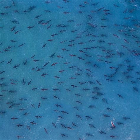 Spinner shark migration off the coast of Florida. #gratitu… | Flickr