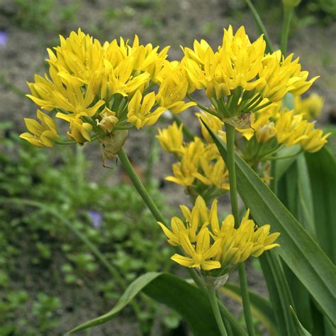 Allium Moly (Yellow Allium) – Easy To Grow Bulbs