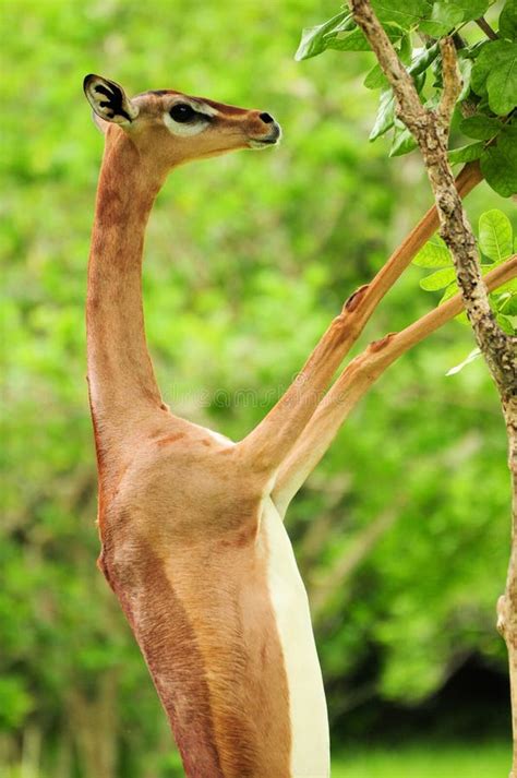 Female Gazelle Eating stock photo. Image of africa, females - 20659838