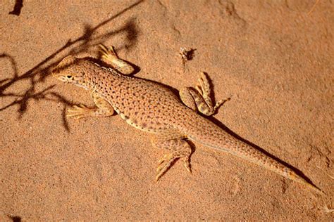 Coachella Valley Fringe-toed lizard (endangered) | CDFW phot… | Flickr
