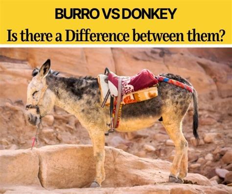 Burro VS Donkey – What's the Difference Between Them