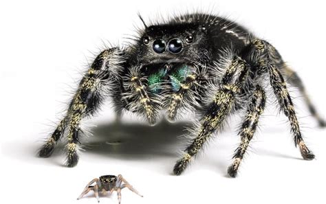 Baby Jumping Spiders See Surprisingly Well - Scientific American