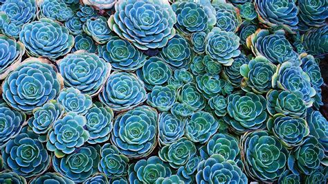 succulents, Nature, Plants Wallpapers HD / Desktop and Mobile Backgrounds