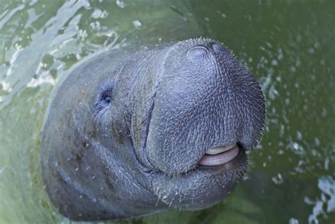 10 Amazing Facts About Manatees