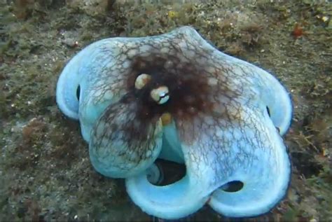 Watch: Camouflaged octopus pops out of reef - UPI.com