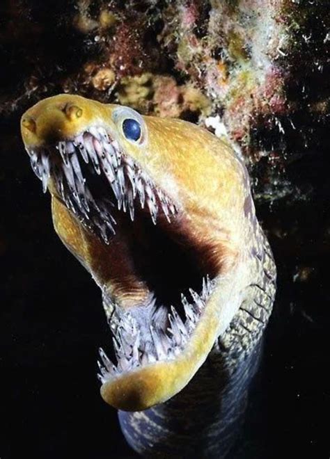 Fangtooth Moray Eel | Scary animals, Deep sea creatures, Ocean creatures