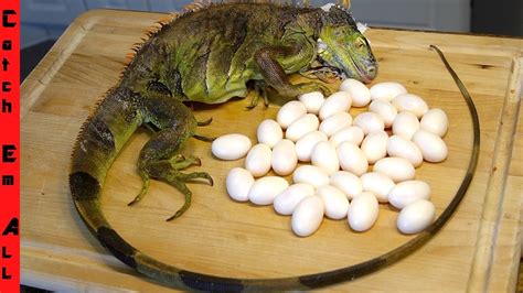 BOILED IGUANA EGGS! **Would You Try this Florida Favorite ...