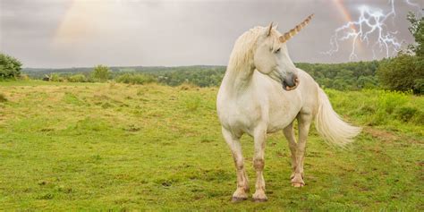 Yes, Unicorns Were Real — and Now We Have the Fossils to Prove It