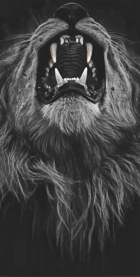 Lion roar, head, king, aggressive, monster HD phone wallpaper | Pxfuel