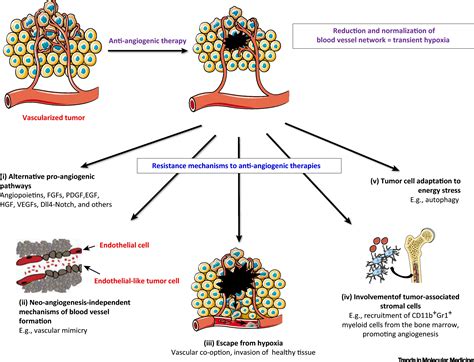 Direct Effects of Anti-Angiogenic Therapies on Tumor Cells: VEGF ...