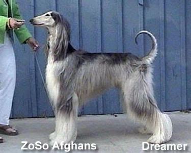 Afghan Hound Names | Afghan Hound Colors | Dog Breeds Index