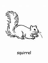 Printable Animal Squirrel Coloring Pages  Cool sketch template