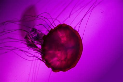 Jellyfish Free Stock Photo - Public Domain Pictures