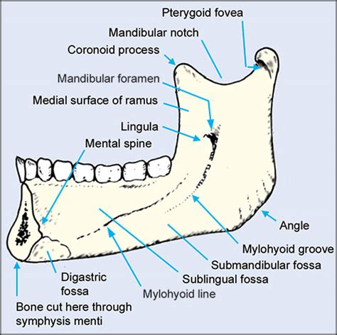 Symphysis Menti