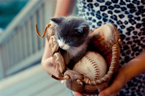 animal, baseball, cat and cute - image #85096 on Favim.com