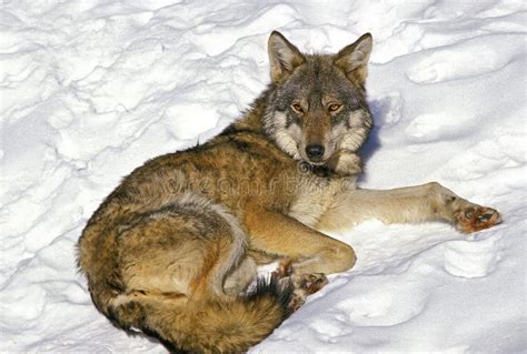 EUROPEAN WOLF Canis Lupus, ADULT LAYING DOWN on SNOW Stock Image ...