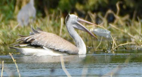 Hyderabad: Plastic threat for birds at Ameenpur Lake-Telangana Today