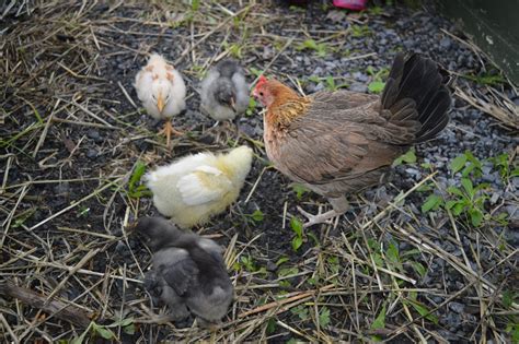 Miniature bantam partridge hen? | BackYard Chickens - Learn How to ...