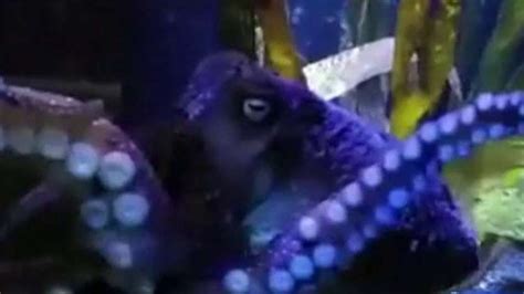 Octopus escapes from aquarium, makes it to ocean| Latest News Videos | Fox News