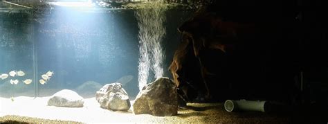 Aquarium Lighting Guide – Advanced Aquarium Concepts