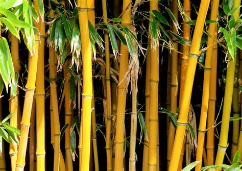 15 Types of Bamboo to Grow in Your Garden