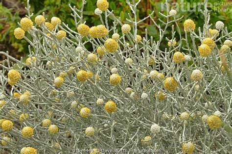 Nature Picture Library Cushion bush (Leucophyta brownii). Tasmania, Australia. January. - Dave Watts