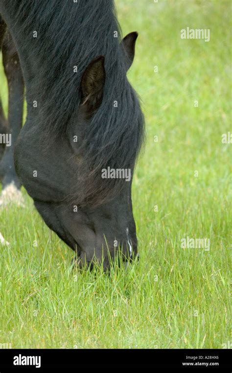 portrait of black horse Grazing Stock Photo - Alamy