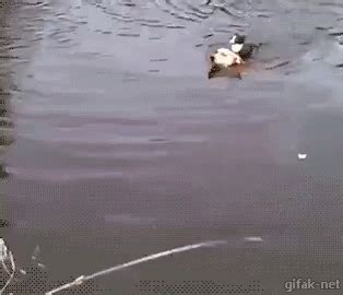 Swimming GIF - Cute Swimming Swim - Discover & Share GIFs