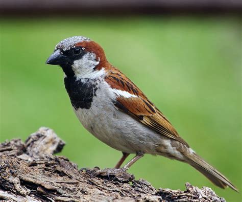 House Sparrow male ( Passer domesticus ) | Flickr - Photo Sharing!