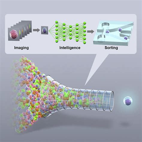 Cell Sorting Progresses with New Cell Imaging Technique | Electronics360