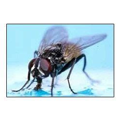 Method Of Housefly Control in Shastri Nagar, Jaipur, Ravi Raj Agri Business | ID: 2546026055