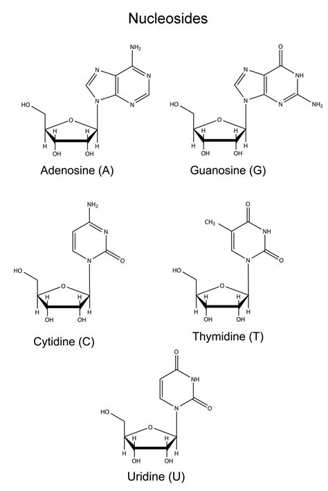 Nucleoside vs. Nucleotide: The Small Yet Significant Difference ...