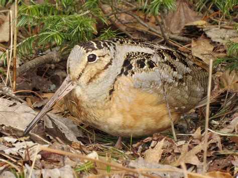 American Woodcock | Audubon Field Guide