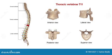 Thoracic Vertebrae T11 Stock Photography | CartoonDealer.com #81703988