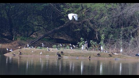 Six mini islands set up in Sukhna Lake to draw more migratory birds ...