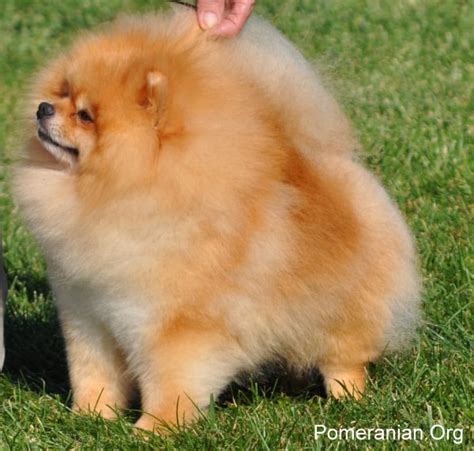 Teddy Bear Pomeranian Versus a Pomeranian Dog