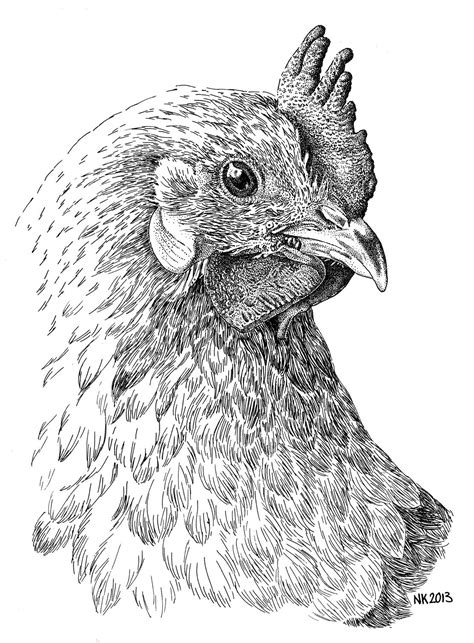 Nardja Kerkmeer Portretten en Tekeningen | Animal drawings, Chicken ...