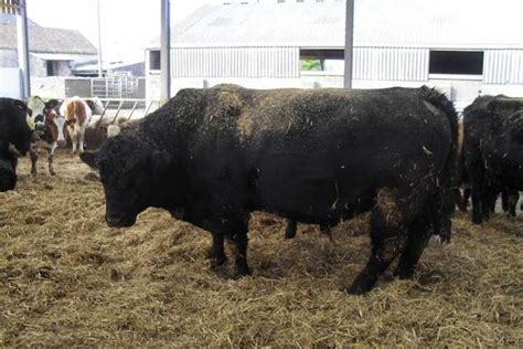 1 Aberdeen Angus Breeding Bull | SellMyLivestock - The Online Livestock ...