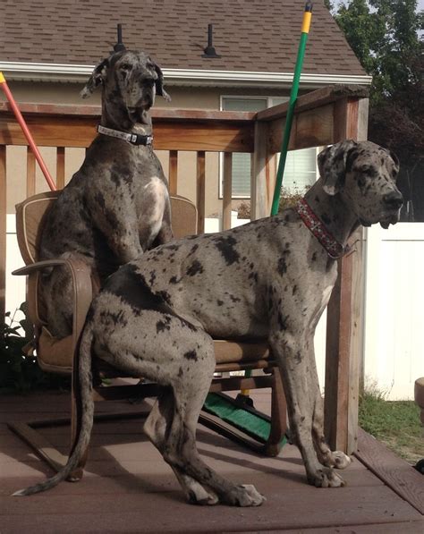 Great Dane Dog Breed Information | Great dane dogs, Dane dog, Great dane