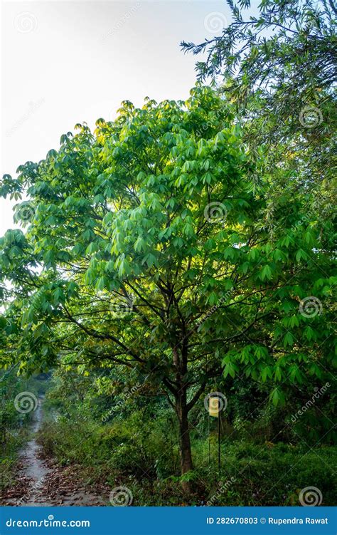 A Shot of Horse Chestnut Tree in Full Bloom with Flowers, Aesculus ...