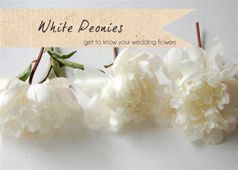 White Peonies ~ Get To Know Your Wedding Flowers - UK Wedding Styling ...