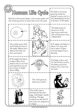 Human Life Cycle :: Teacher Resources and Classroom Games :: Teach This