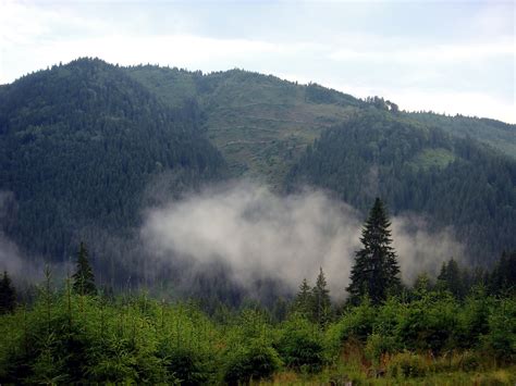 Free romanian forest Stock Photo - FreeImages.com