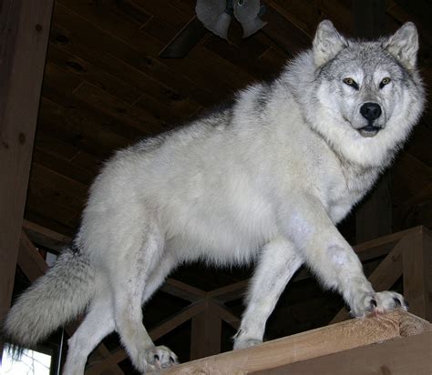 Wolf Mounts,Wolf Taxidermy Mounts ,Wolf Taxidermist In Pennsylvania,Wolf Taxidermy Mounts ...